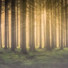 Calming Music Academy, Spiritual Fitness Music, Nature Sounds for Sleep and Relaxation