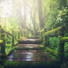 The Relaxing Sounds of Swedish Nature, Yoga Music, Dormir Profundamente