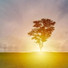 Musica Para Dormir y Sonidos de la Naturaleza, Dormir Sol, Meditação Zen