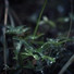 Dormir Sol, Musica Para Dormir y Sonidos de la Naturaleza, Música para Dormir Con Relajantes Sonidos de la Naturaleza