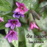 Lisa Johnson feat. Ben Doran, Nelson Graham, Joe Loesch, Roxanne Neat, Chris Wagoner