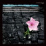 Le Parlement de Musique, Martin Gester, Judith Gauthier