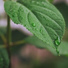 Sonido Del Bosque y Naturaleza, Relaxamento Sons da Natureza Ruído Branco Musicas Clube, Meditacion Budista Maestros