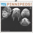 The Pinnipeds