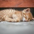 Jazz Music Therapy for Cats, Music for Pets Library, Music for Resting Cats