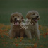 Calm Doggy, Music for Pets Library, Dog Music