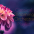 Blooming Orchestra