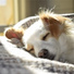 Music for Pets Library, Sleeping Music For Dogs, Calming Music for Dogs