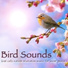 Bird Songs Nature Music Specialists