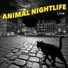 Animal Nightlife