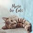 Cats Music Zone, Pet Music Academy, Calm Pets Music Academy