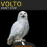 Volto