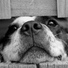 Sleepy Dogs, Relaxing Music for Dogs, Music for Pets Library